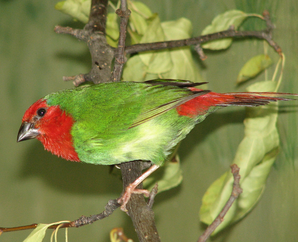 image Red-throated Parrotfinch